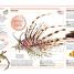 Pocket Genius: Animals - thumbnail of spread image 4 Thumbnail image of Pocket Genius: Animals - 4