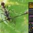Thumbnail image of Super Bug Encyclopedia - 1