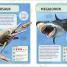 Thumbnail image of Sharks and Other Deadly Ocean Creatures Visual Encyclopedia - 8