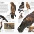 Thumbnail image of DK Eyewitness Books: Eagle and Birds of Prey - 8