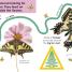 Thumbnail image of Follow the Trail: Bugs - 1