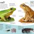 Thumbnail image of DKfindout! Reptiles and Amphibians - 1