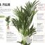 How Not to Kill Your Houseplant - thumbnail of spread image 4 Thumbnail image of How Not to Kill Your Houseplant - 4