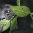 Animal - thumbnail of spread image 5 Thumbnail image of Animal - 5