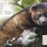 Animal - thumbnail of spread image 8 Thumbnail image of Animal - 8