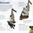 Thumbnail image of Butterflies and Moths - 3