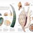 Secretos de la naturaleza (Explanatorium of Nature) - thumbnail of spread image 2 Thumbnail image of Secretos de la naturaleza (Explanatorium of Nature) - 2