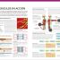 El Gran Libro del Cuerpo Humano - thumbnail of spread image 3 Thumbnail image of El Gran Libro del Cuerpo Humano - 3