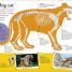 Thumbnail image of DKfindout! Big Cats - 3