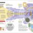 How Technology Works - thumbnail of spread image 8 Thumbnail image of How Technology Works - 8