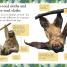 Thumbnail image of DK Readers Level 2: Sloths - 1