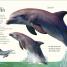 Antología de animales extraordinarios (An Anthology of Intriguing Animals) - thumbnail of spread image 2 Thumbnail image of Antología de animales extraordinarios (An Anthology of Intriguing Animals) - 2