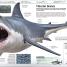 Animales (Knowledge Encyclopedia Animal!) - thumbnail of spread image 1 Thumbnail image of Animales (Knowledge Encyclopedia Animal!) - 1
