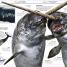 Ocean! - thumbnail of spread image 8 Thumbnail image of Ocean! - 8