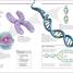 Thumbnail image of Super Simple Biology - 6