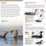 Pocket Birds of Canada - thumbnail of spread image 1 Thumbnail image of Pocket Birds of Canada - 1