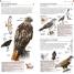 Thumbnail image of Pocket Birds of Canada - 2