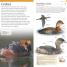 Thumbnail image of Pocket Birds of Canada - 3