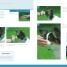 Dog Tricks - thumbnail of spread image 3 Thumbnail image of Dog Tricks - 3