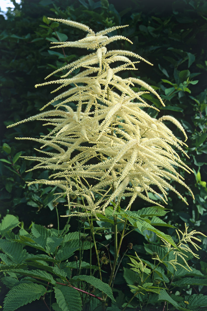 5 Great Plants to Grow in Canada DK CA