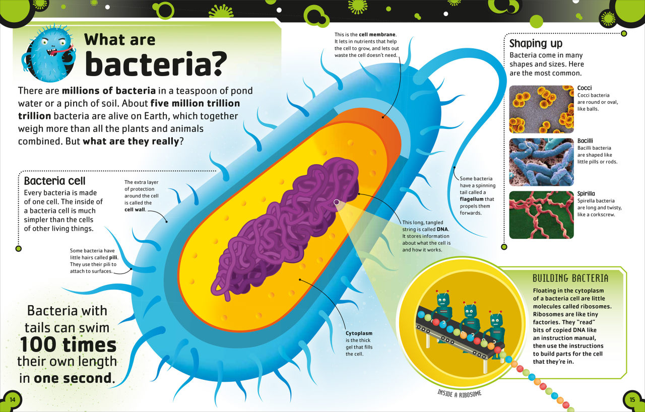 5 Fantastically Gross Bacteria Facts Dk Us 6211