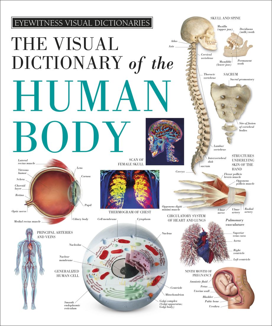 Eyewitness Visual Dictionaries The Visual Dictionary Of The Human Body