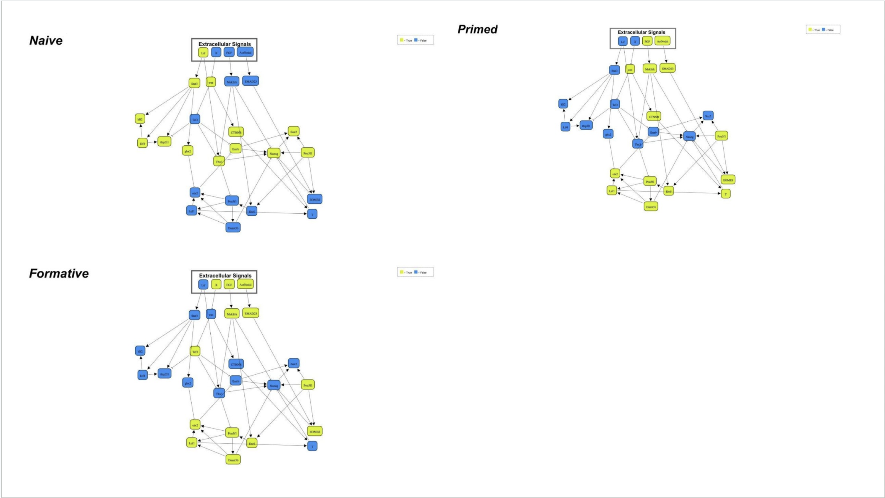 Boolean Gene Regulation Network
