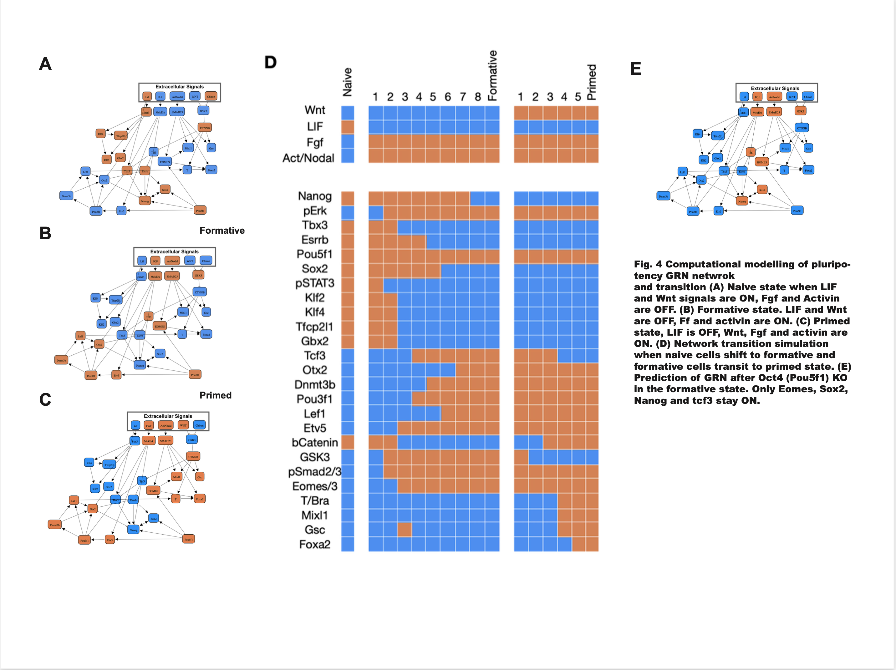 Boolean Gene Regulation Network