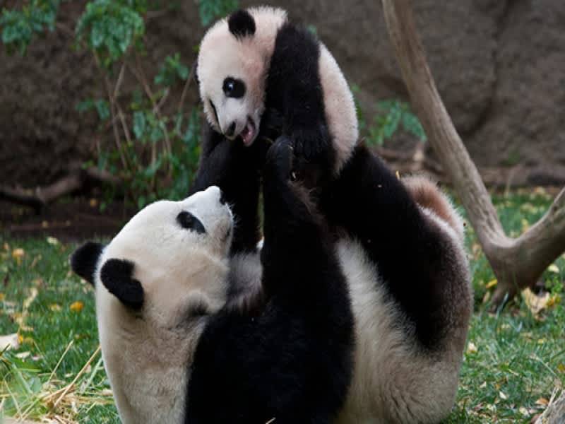 サンディエゴ動物園