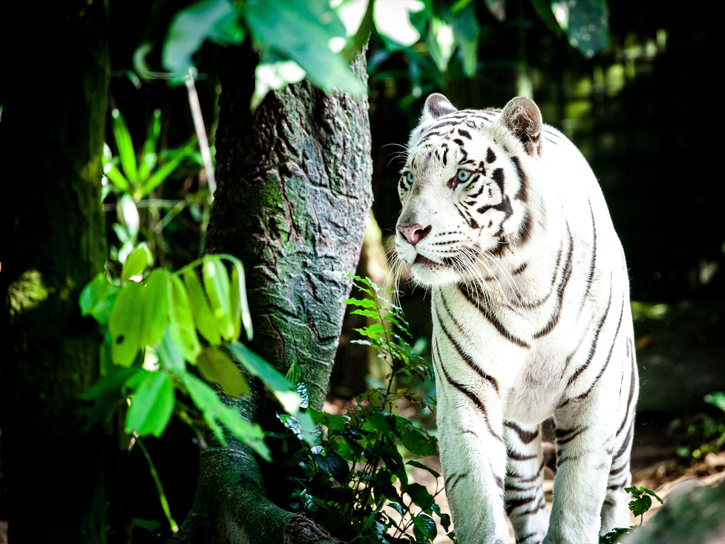 シンガポール動物園（マンダイ・ズー）