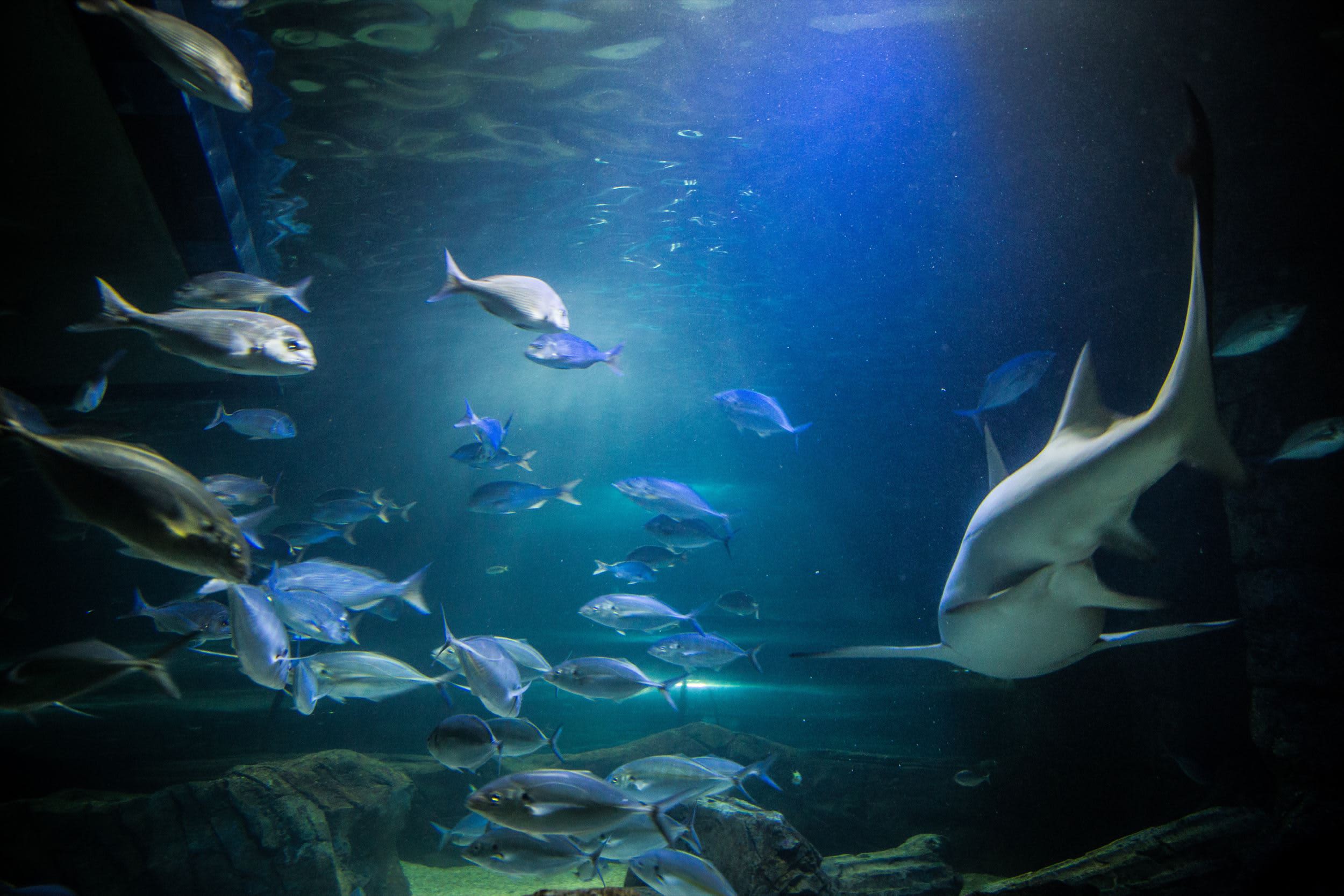 SEA LIFE シドニー水族館