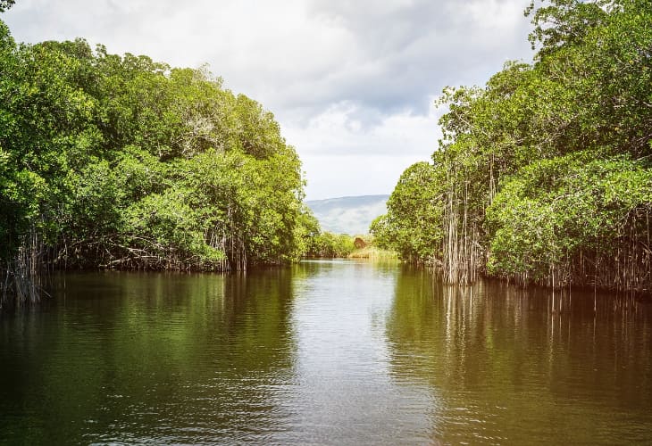 ブラックリバーサファリ