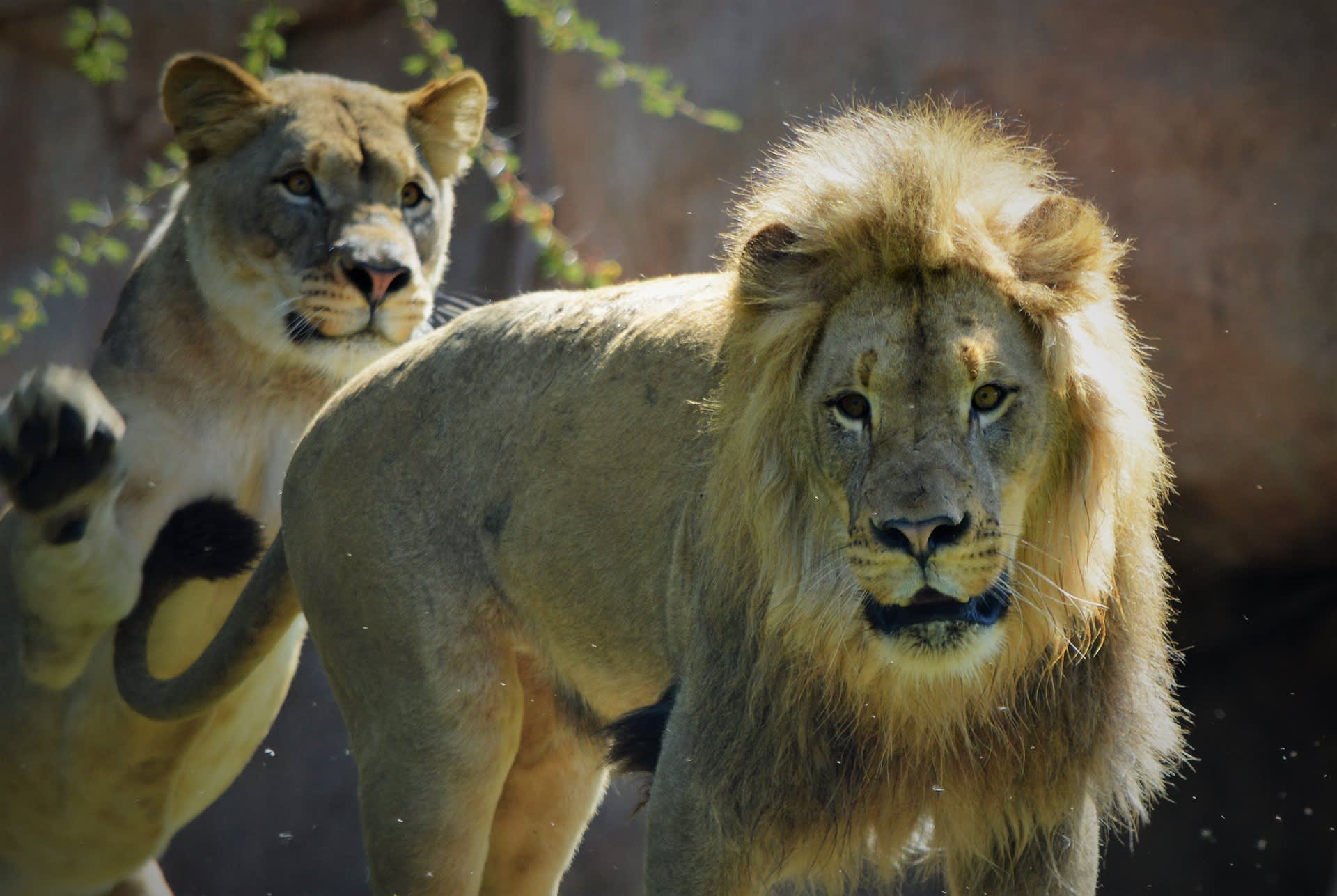 サンディエゴ動物園サファリパーク