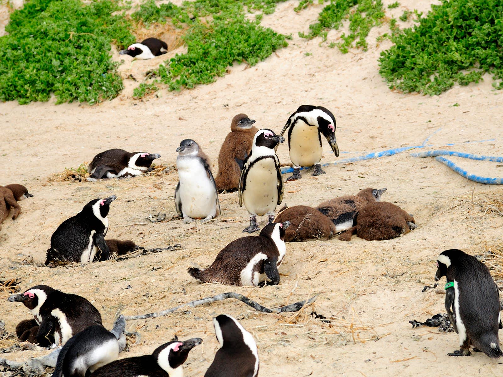 世界の動物ツアー 動物との出会いを求めて海外旅行で野生の世界へ 海外旅行のstw