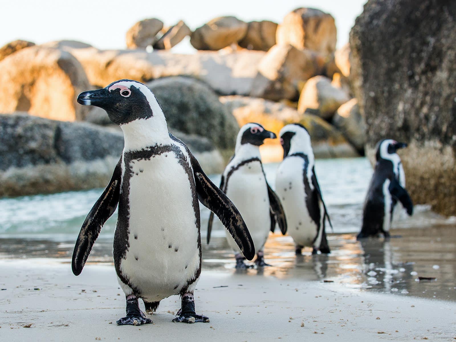 世界動物の旅 一生に一度は会いに行きたい! /旅行