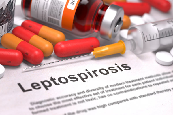Leptospirosis