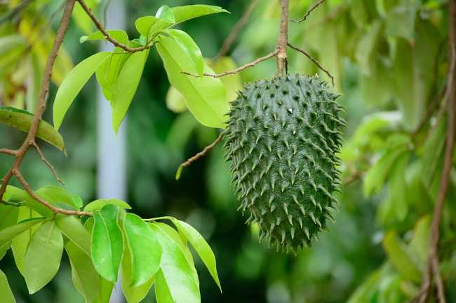 Fakta Di Balik Manfaat Daun Sirsak Untuk Kanker Alodokter