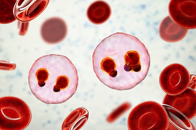 Malaria plasmodium falciparum. Sumber: Glenn S, CDC PHIL, 1979.