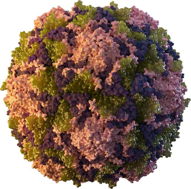 Gambaran 3D virus Polio. Sumber: MB Newlove, S Poser, PHIL CDC, 2014.