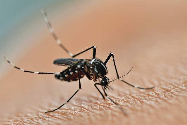 Chikungunya - Gejala, penyebab dan mengobati - Alodokter