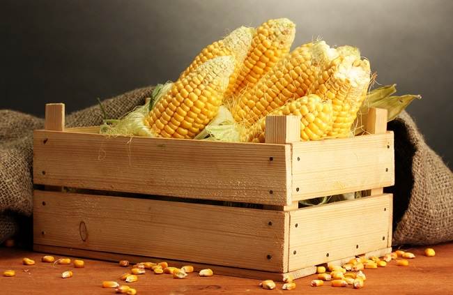 Rows of Corn Benefits for Pregnant Women
