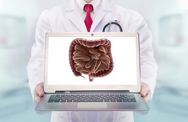 Understanding the Human Digestive System