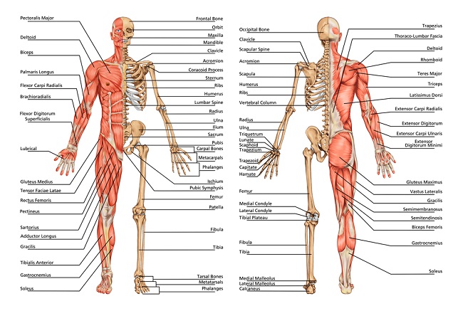 Understanding the Human Framework System