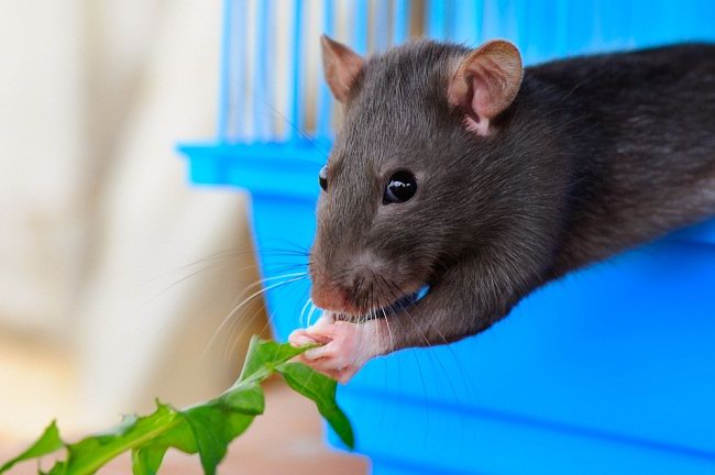 Cara mengusir tikus di sawah tanaman kacang tanah