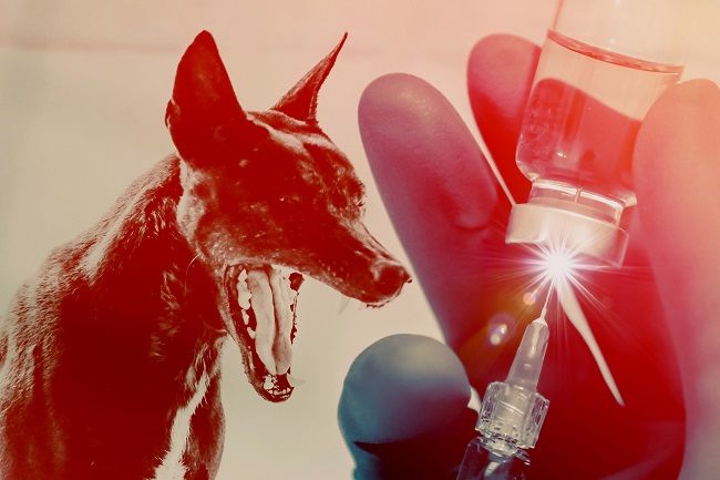 37+ Anjing rabies jika menggigit manusia akan menularkan rabies yang akan menyerang release