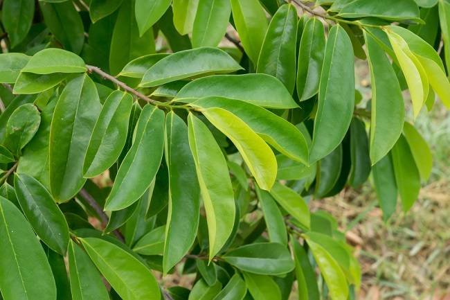 Beware of Soursop Leaf Side Effects before Consuming the Extract