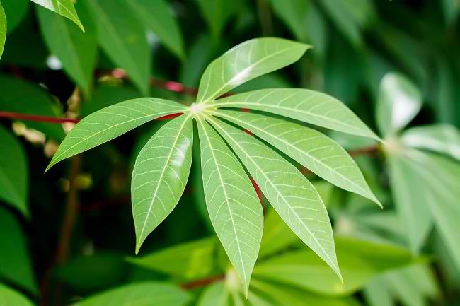 Manfaat Daun  Singkong  dan Resep Olahannya Alodokter