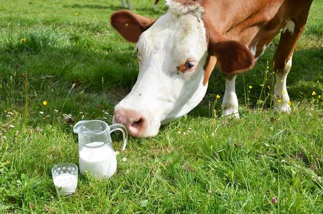 Lembu Bagi Susu Sapi Dapat Nama : Proses Memerah Susu Lembu 2 Youtube