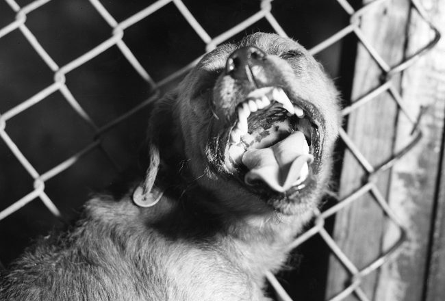 Penatalaksanaan Rabies - Alomedika