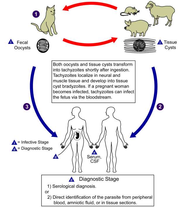 Siklus Hidup Toxoplasma gondii. Sumber: AJ da Silva, M Moser, PHIL CDC, 2002.